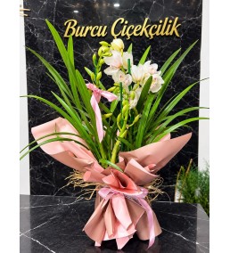 PEMBE CYMBIDIUM ORKİDE